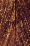 Speckled Myrtle Wood